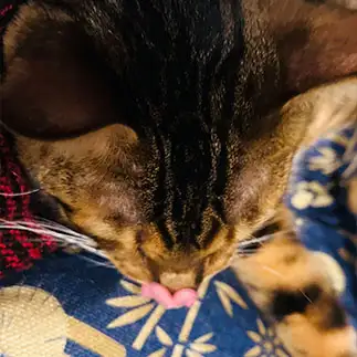鼻にハートすぎるネコ　　カジハラさん