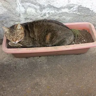 植木鉢で寝るのが好きすぎるネコ　　ジャムさん