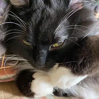 いなかっぺ大将のトホホすぎるネコ　　mikoさん