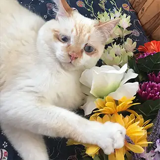 インスタ映えを狙いすぎるネコ　　にゃーさん