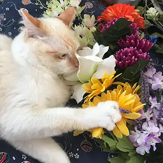インスタ映えを狙いすぎるネコ　　にゃーさん