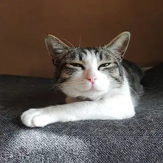 にゃいーんすぎるネコ　　おいにゃんさん