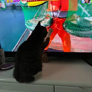 魚が欲しすぎるネコ　　みゅうさん