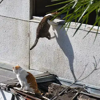 怪盗キャッツアイすぎるネコ　　ままめろんさん