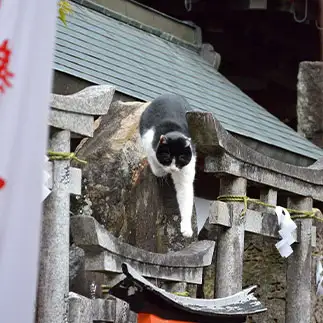 登場のしかたが雑な神様すぎるネコ　　仙城 彩漓さん