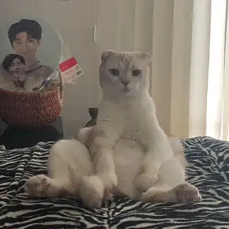 どすこいすぎるネコ　　えいこ8さん