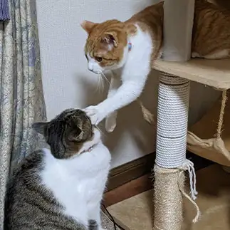 ツッコミが下手すぎるネコ　　ひまわり屋ひまさん