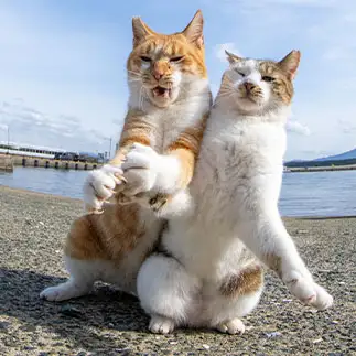現行犯逮捕すぎるネコ　　mah//自由猫写真さん