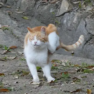 体幹が強すぎるネコ　　うりねこさん