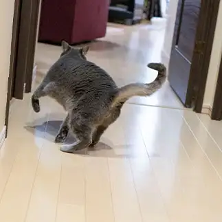 急旋回すぎるネコ　　ゆずなつさん