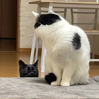 だるまさんが転んだすぎるネコ　　やまにゃさん