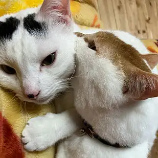 弱肉強食すぎるネコ　　もも&ゆずさん
