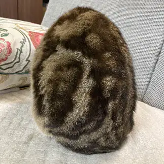 卵形すぎるネコ　　マシュマシュさん