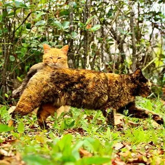 自己主張が強すぎるネコ　　ネコネコハンターいけのさん