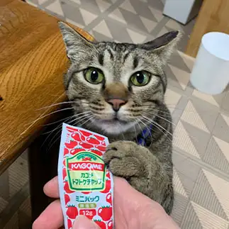 チュール大好き（今日はトマト味）すぎるネコ　　そらさん