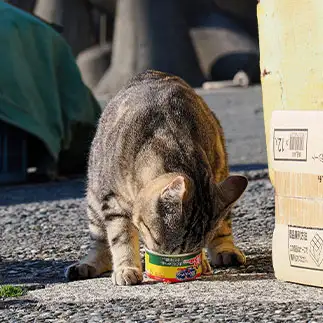 おかわり必須すぎるネコ　　ねこぬまかくさん
