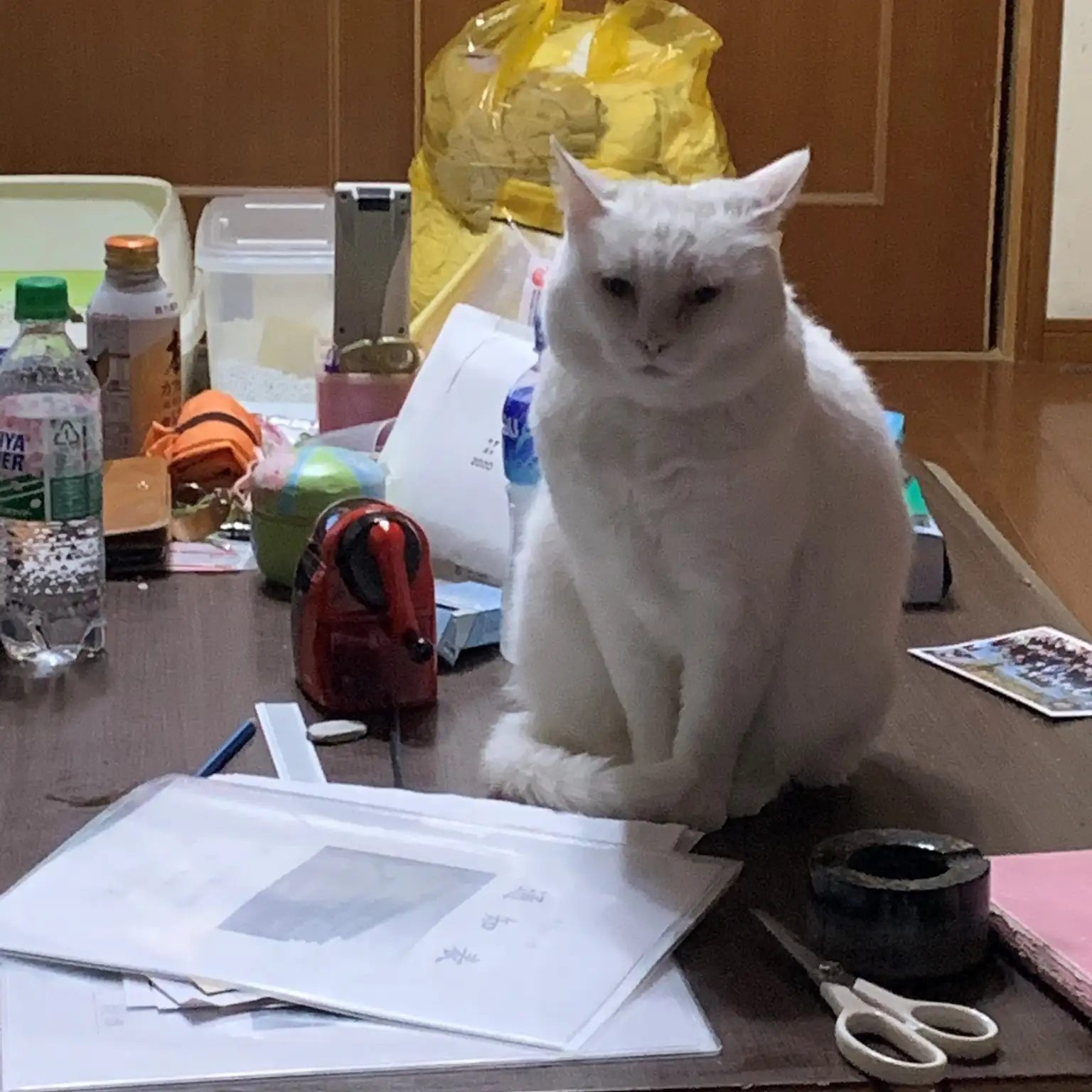 疲れた主婦すぎるネコ　　かーこさん