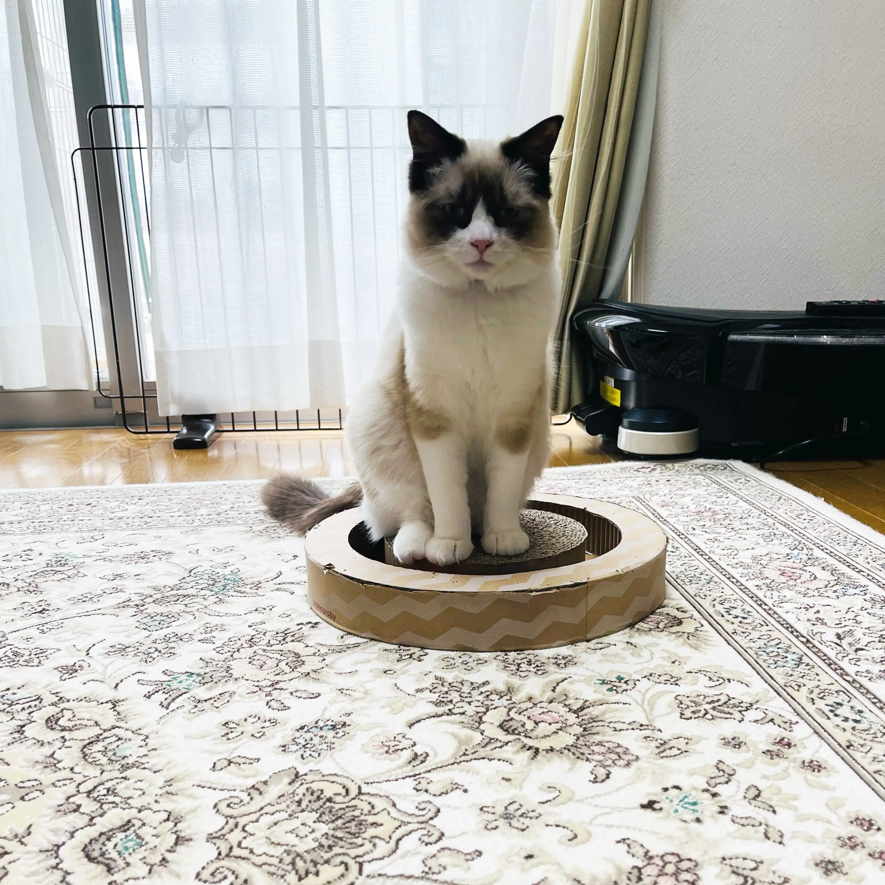 いつの日かルンバに‥特訓しすぎるネコ　　こまっちゃんママさん