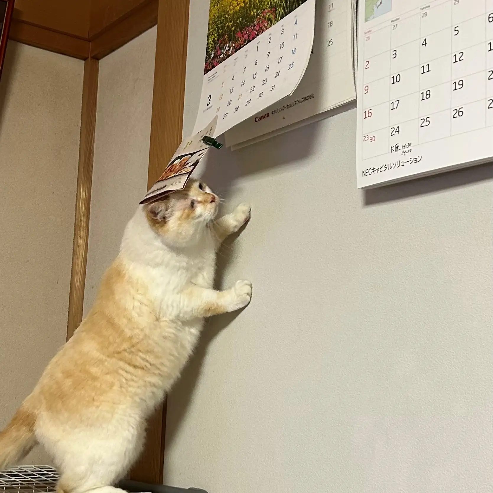 カレンダー奉行すぎるネコ　　にゃーさん