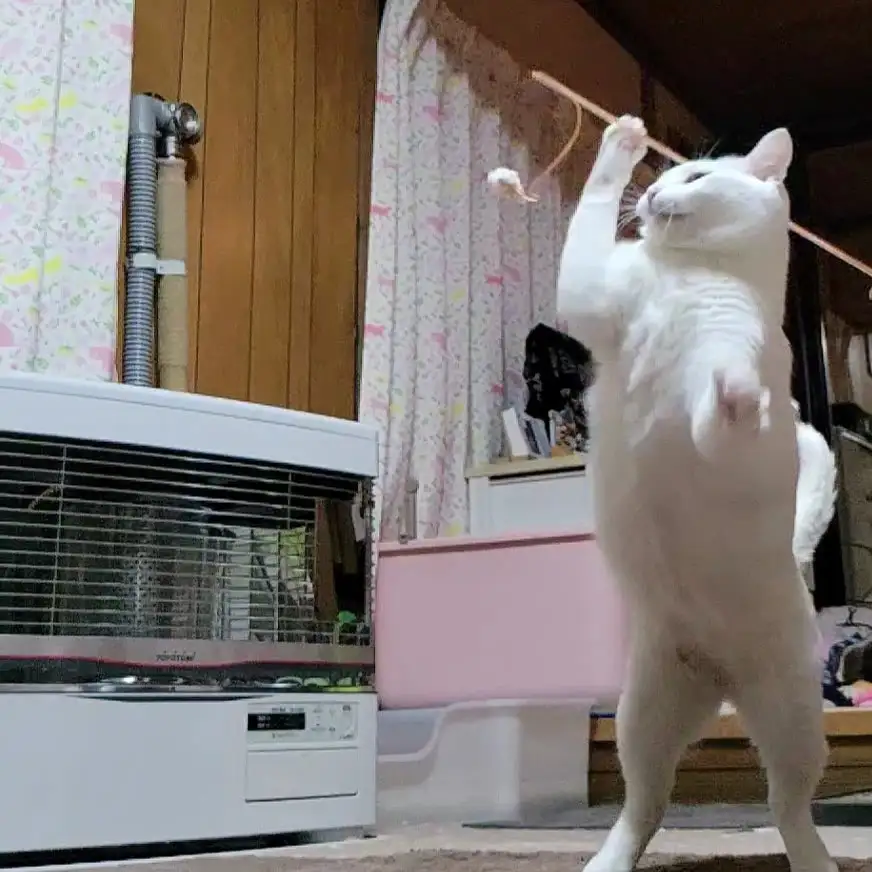 やり投げすぎるネコ　　yamawaiisoraさん