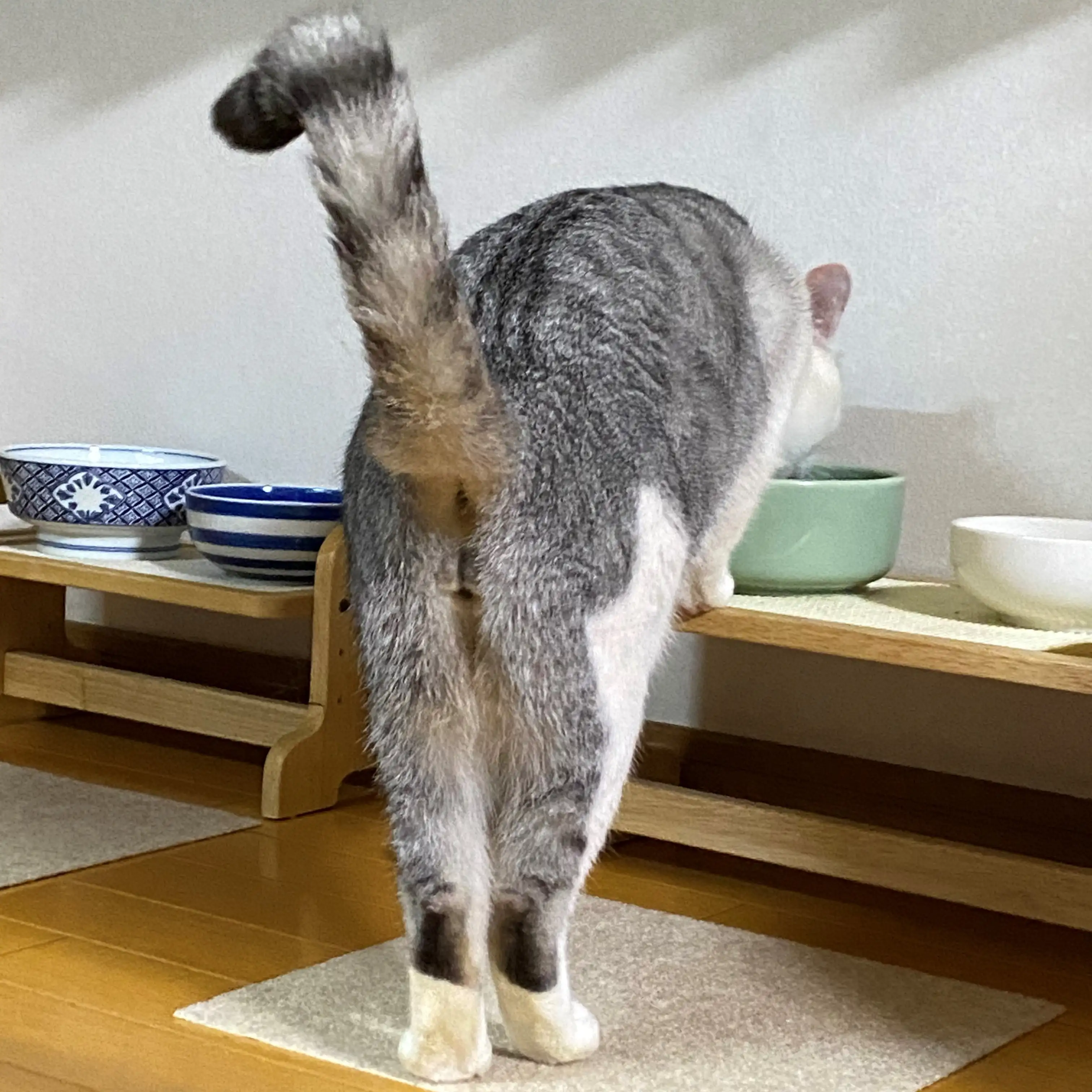 菜々緒すぎるネコ　　あかりさん