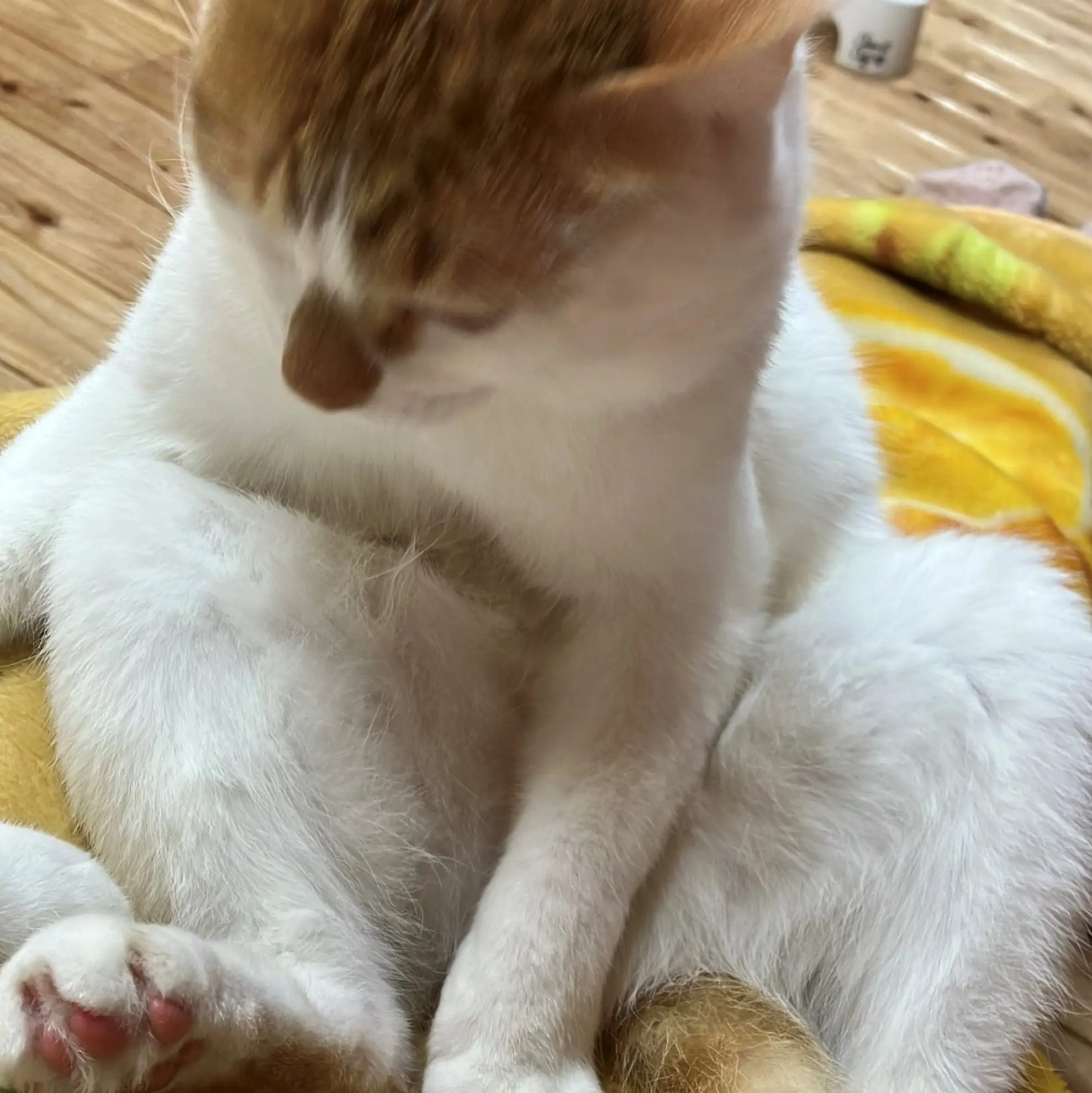 猫生に疲れ、おっさん化になりすぎるネコ　　ももさん