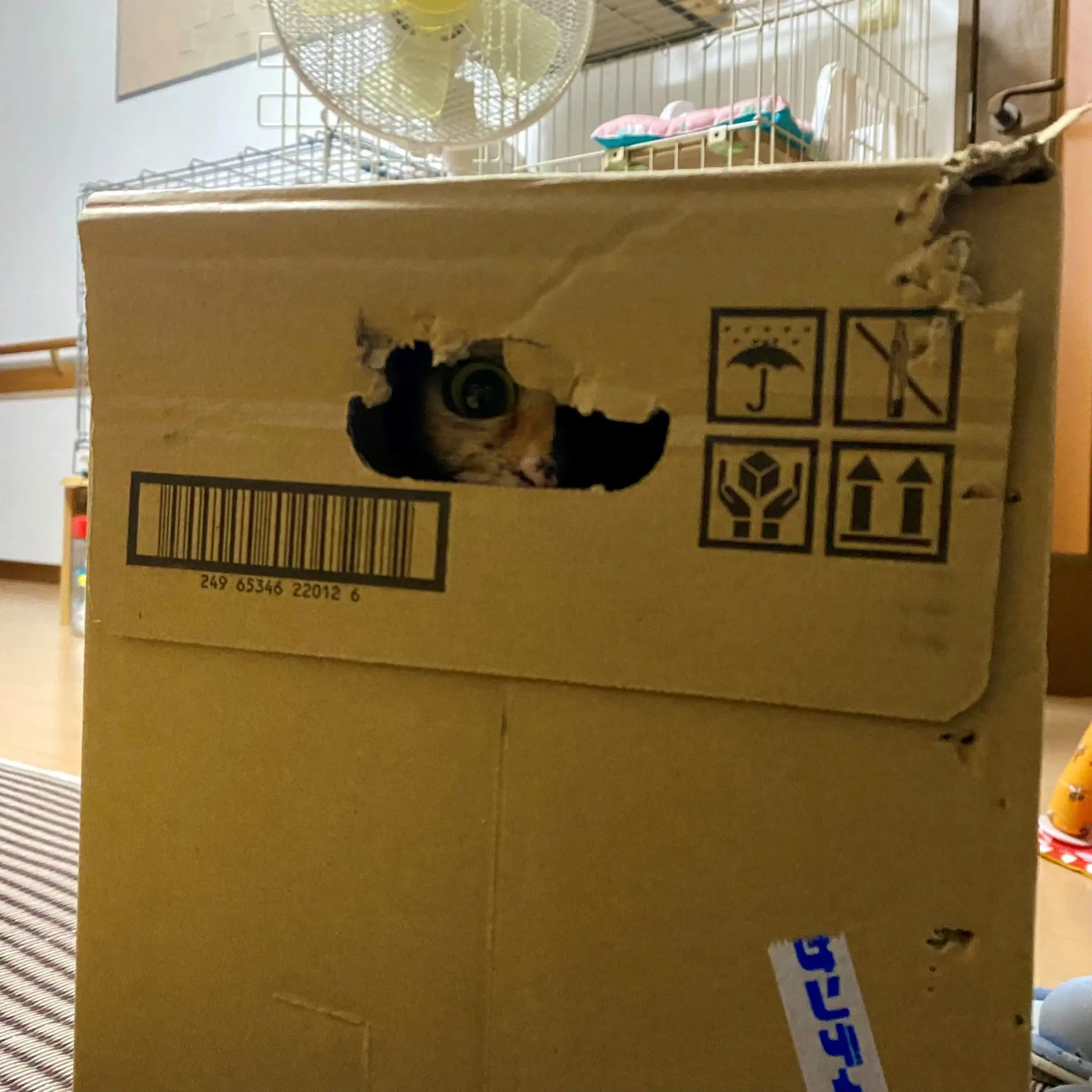 家政婦は見たすぎるネコ　　麦チョコ&ハクママさん