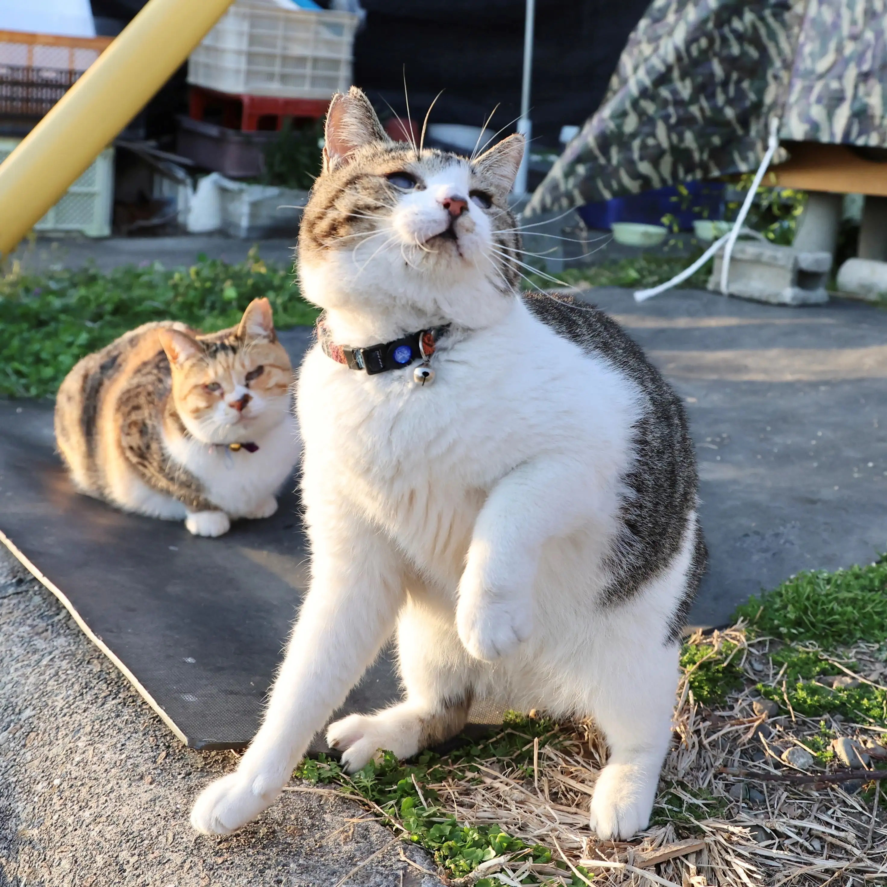 ホームランを打たれたピッチャーすぎるネコ　　土居一彦さん