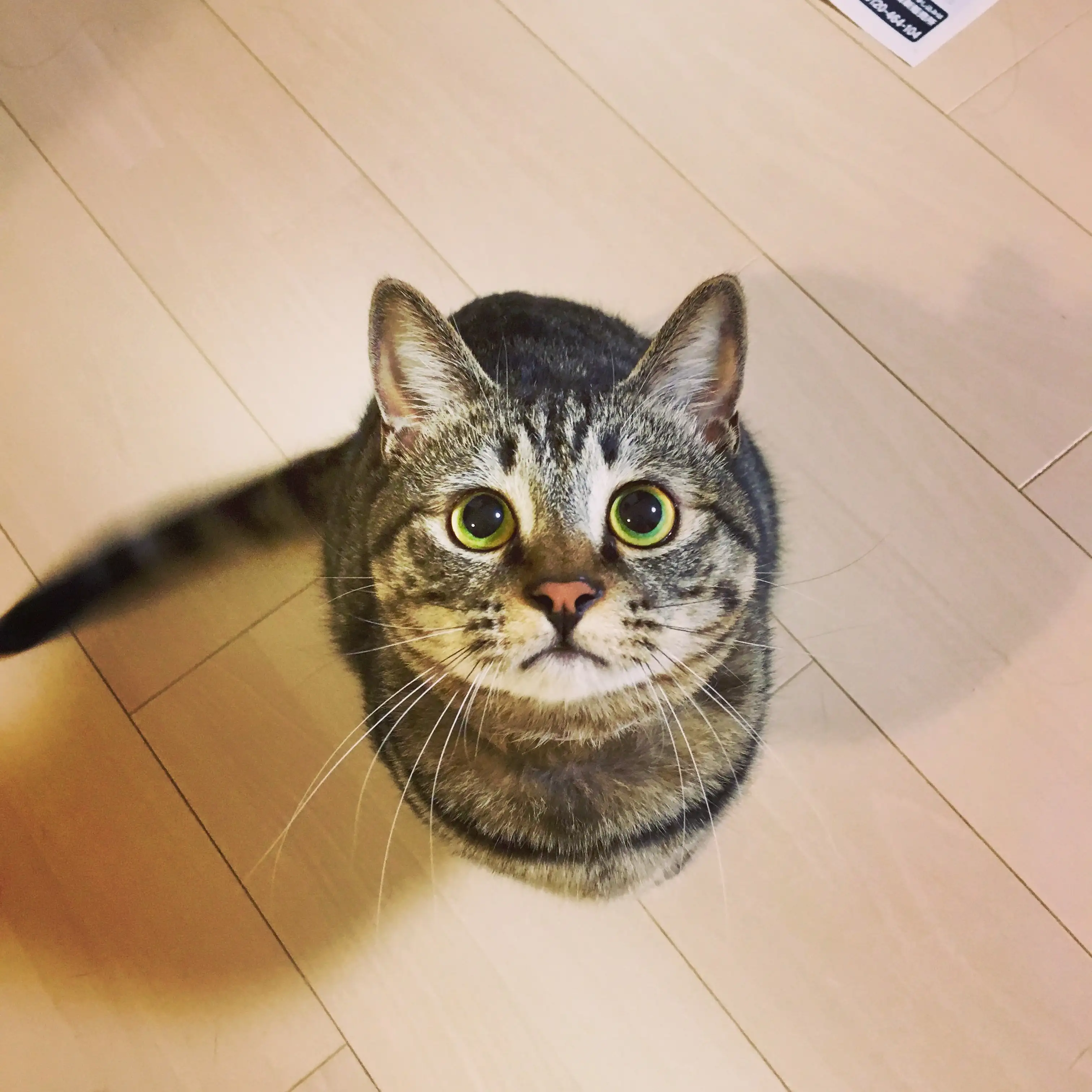待ちすぎるネコ　　??らら??さん
