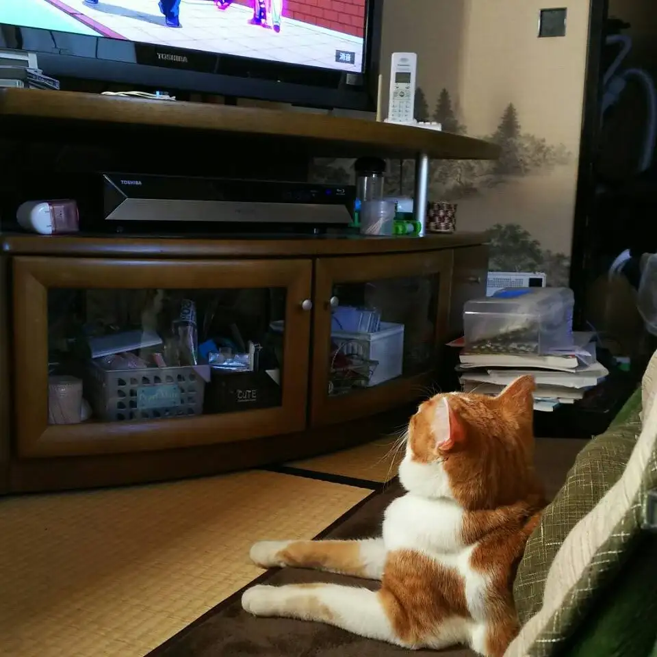 アニメが好きすぎるネコ　　帰宅部めんそさん