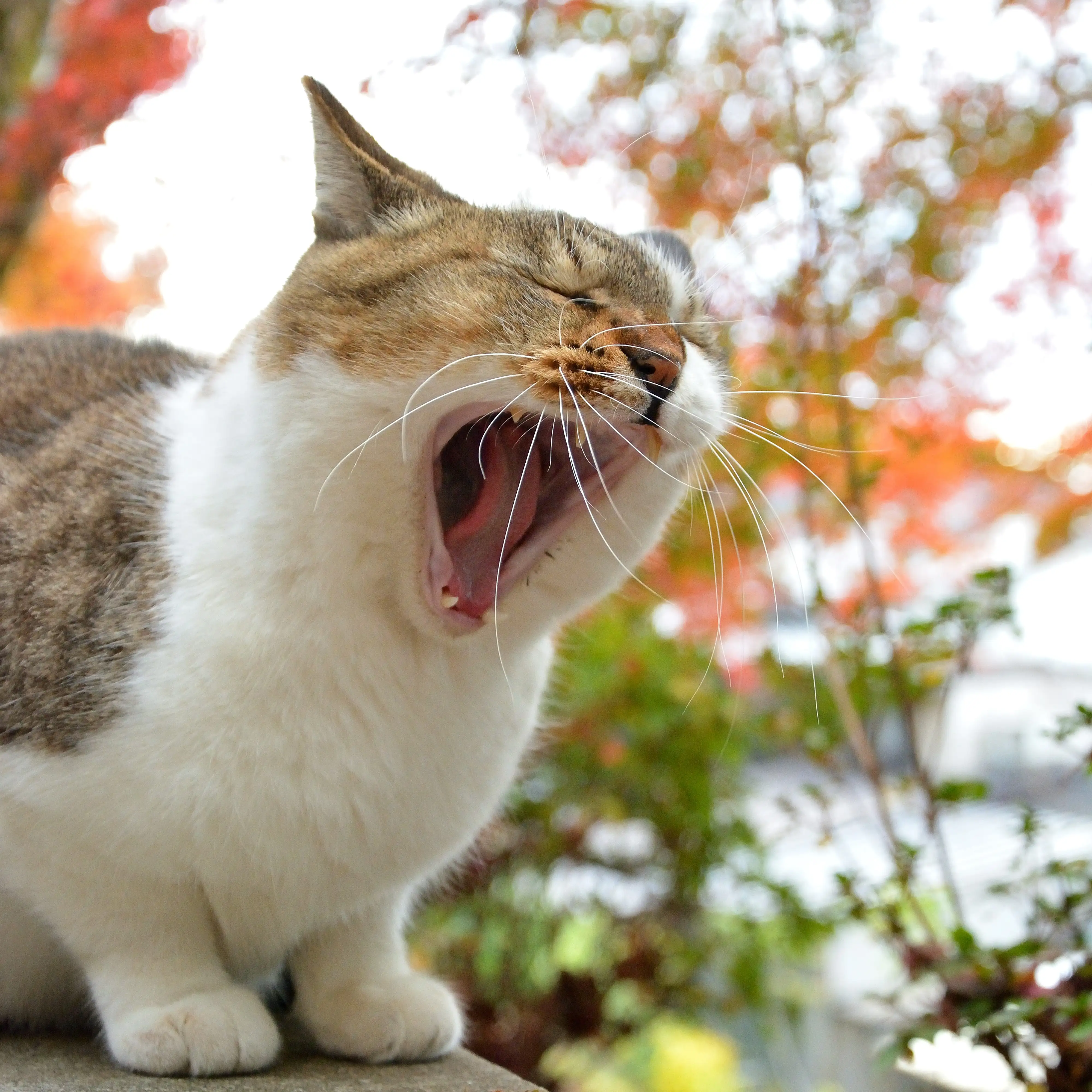 おひげが前すぎるネコ　　仙城 彩漓さん