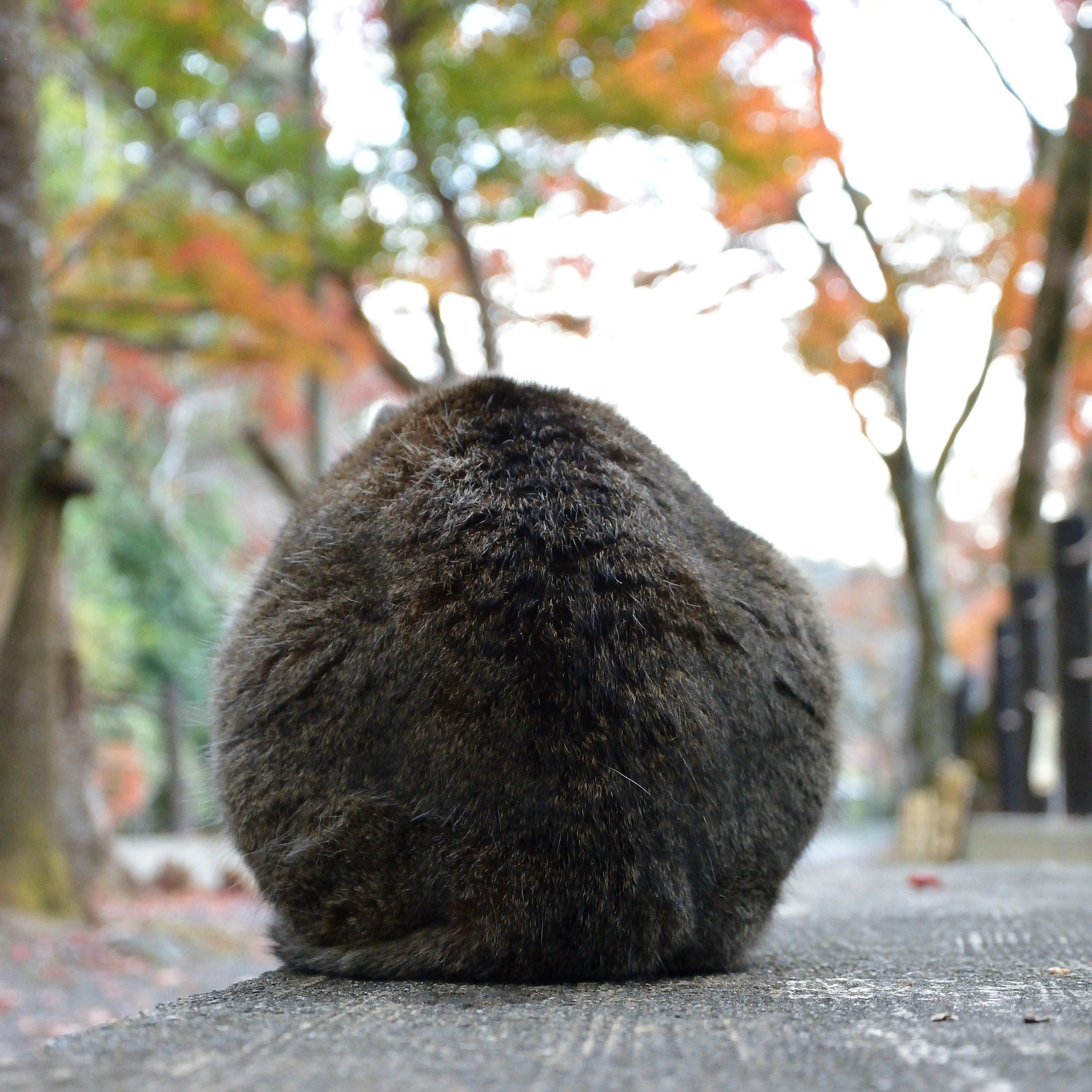 苔玉すぎるネコ　　仙城 彩漓さん