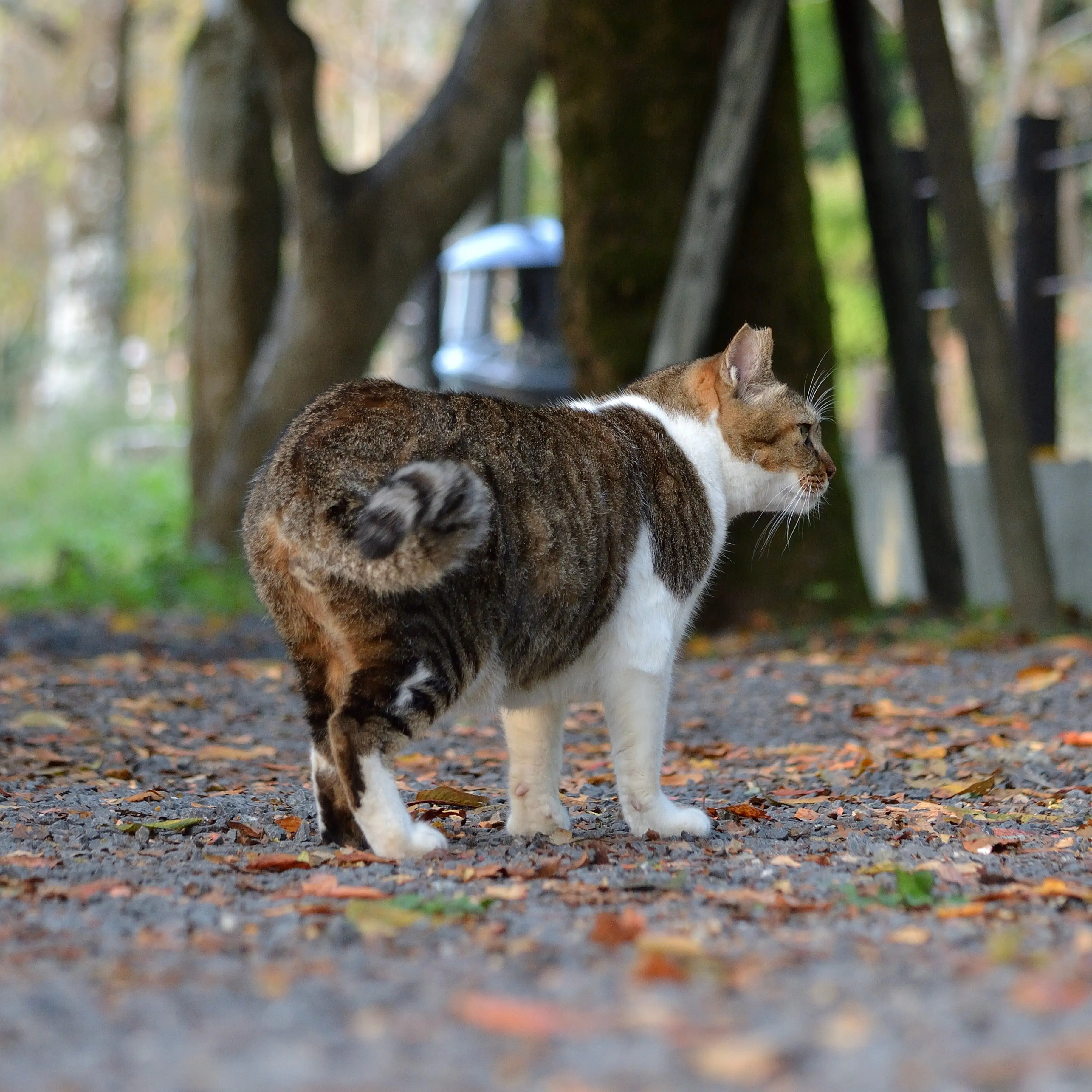 しっぽドリルすぎるネコ　仙城 彩漓さん
