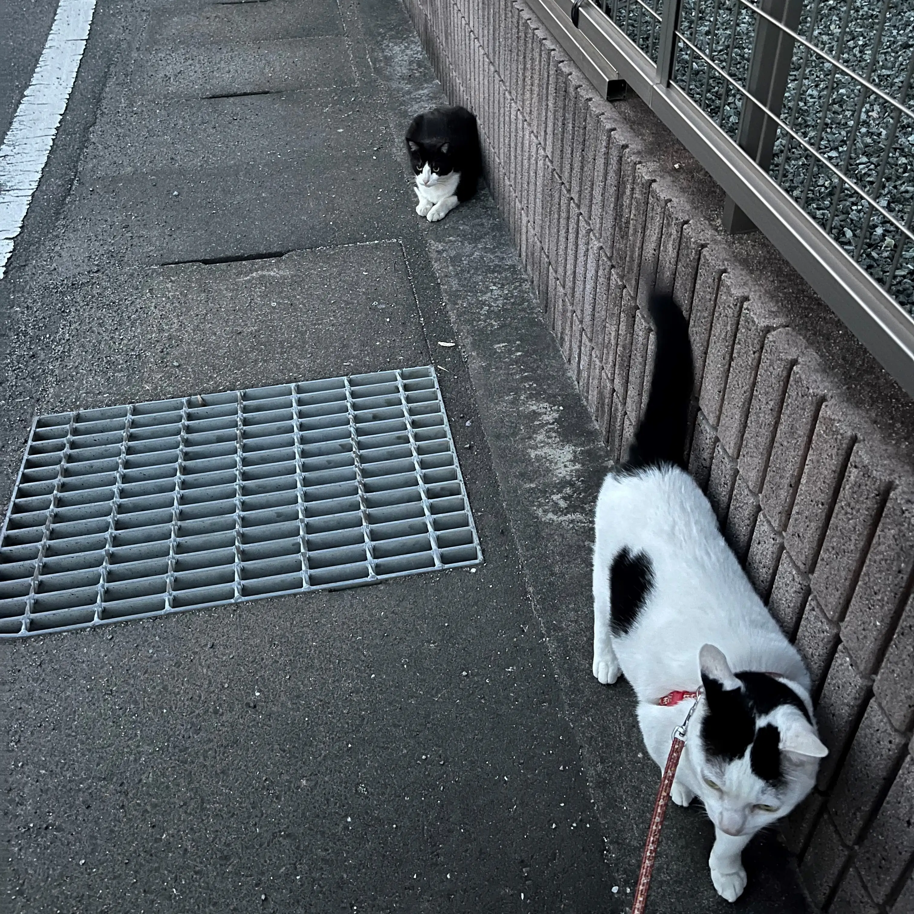 どこ行くにも、散歩にも、付いて行きたすぎるネコ　　みゅうさん