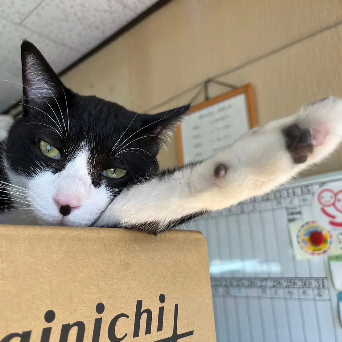 手の挙げ方が美しすぎるネコ　　えいこ8さん
