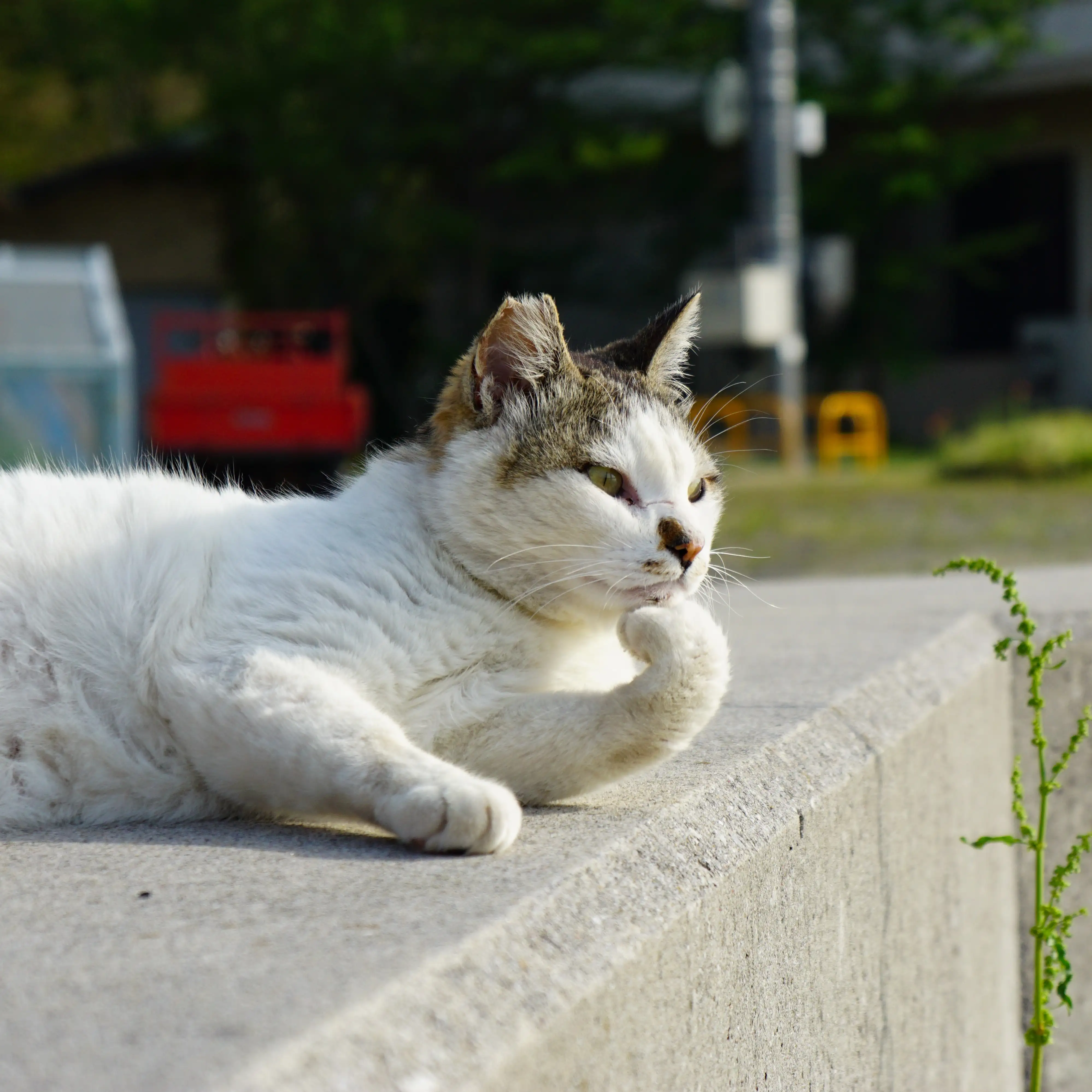 猫たちの未来を見据えすぎるネコ　　服部佳弘さん
