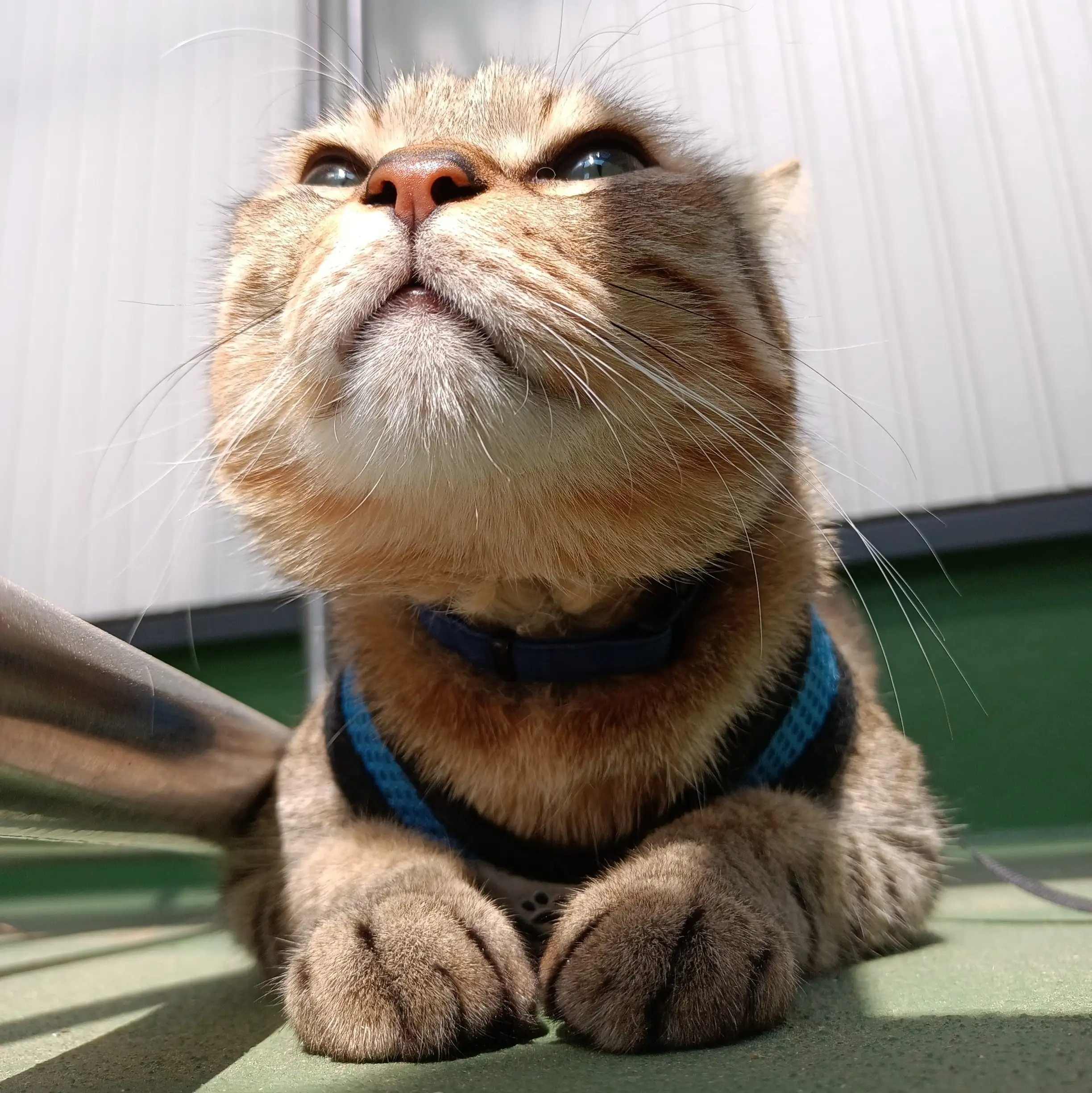神に訴えすぎるネコ　　棕櫚竹さん