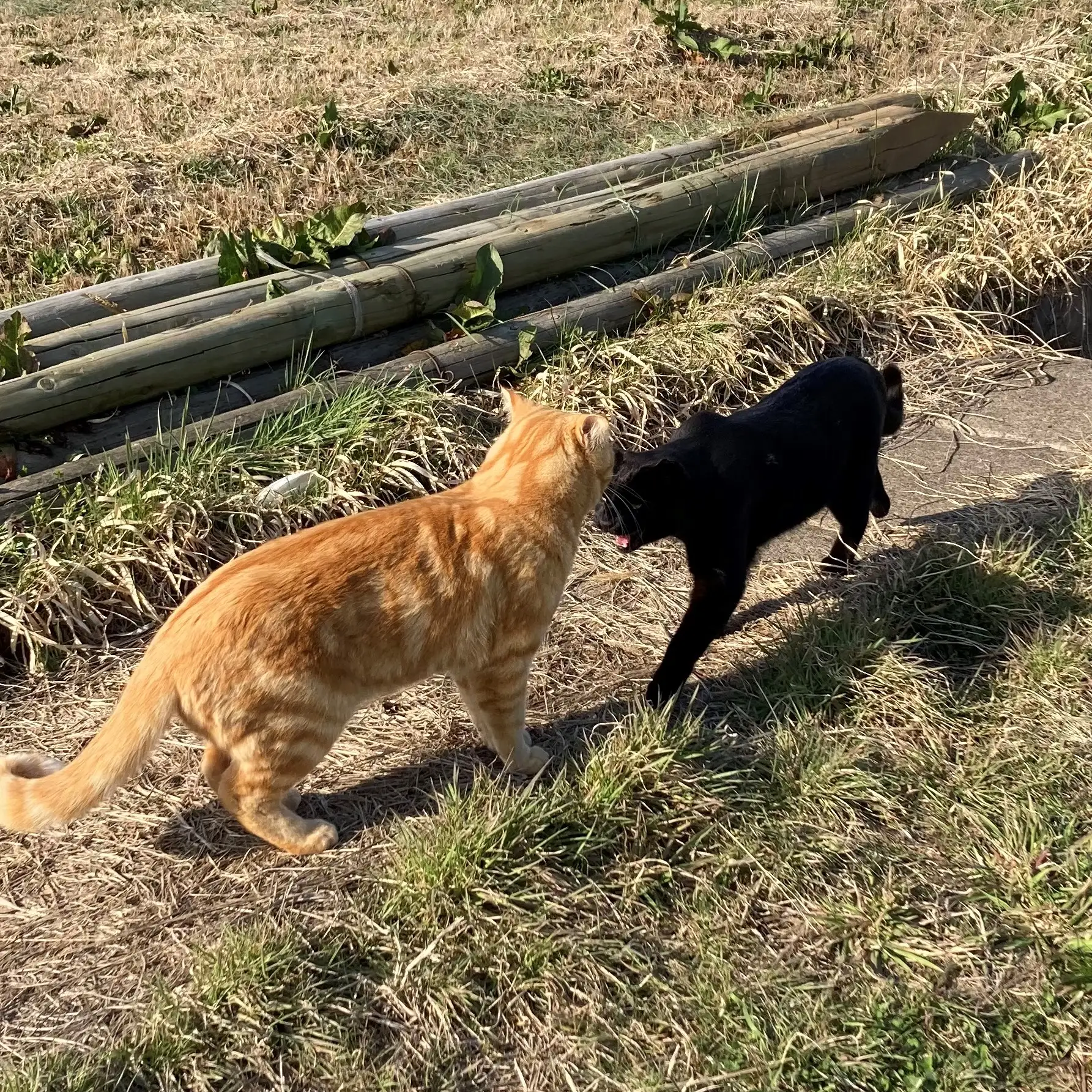 おせぇじゃねぇかー！！すぎるネコ　　トラのハナさん