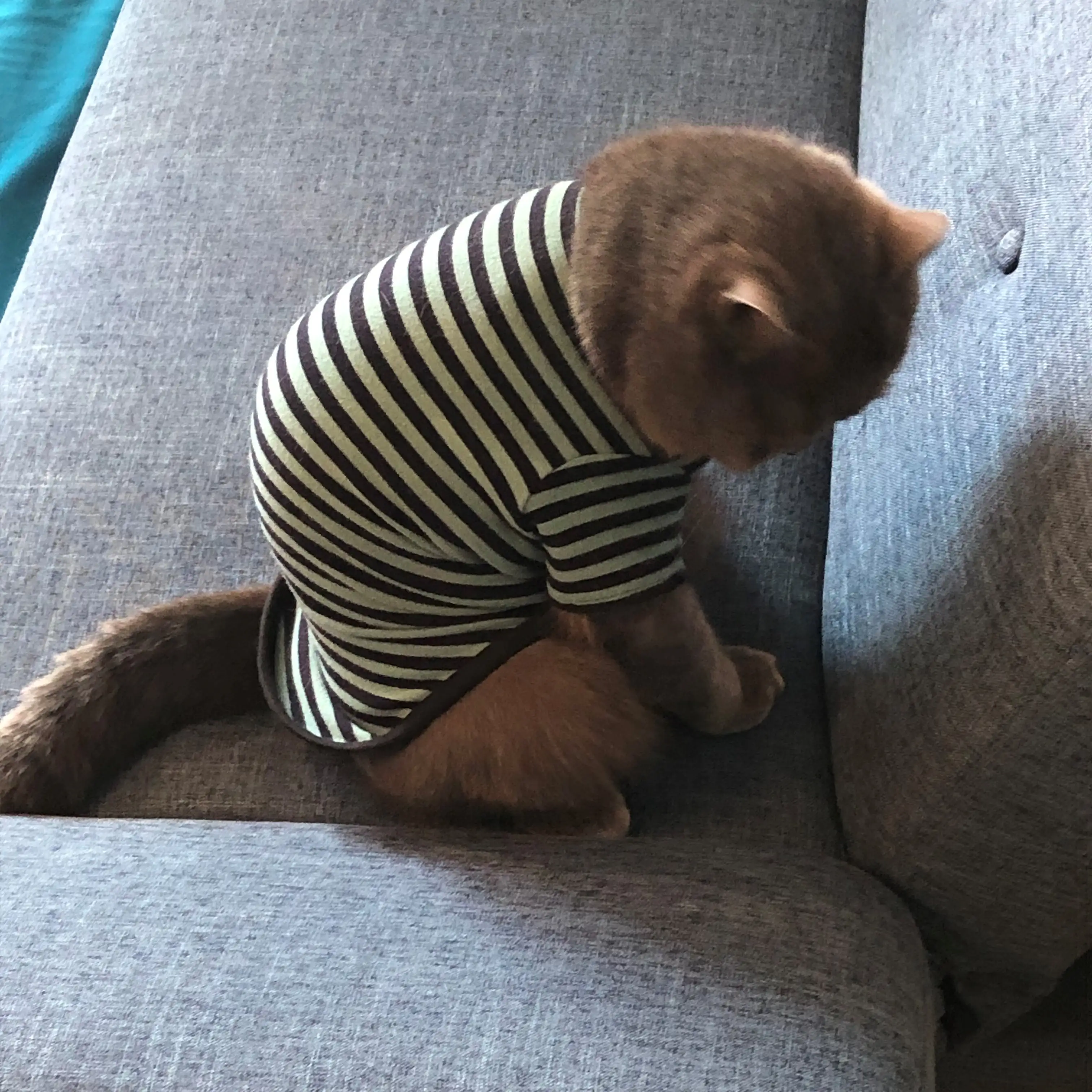 猫背すぎるネコ　　ばおばおさん