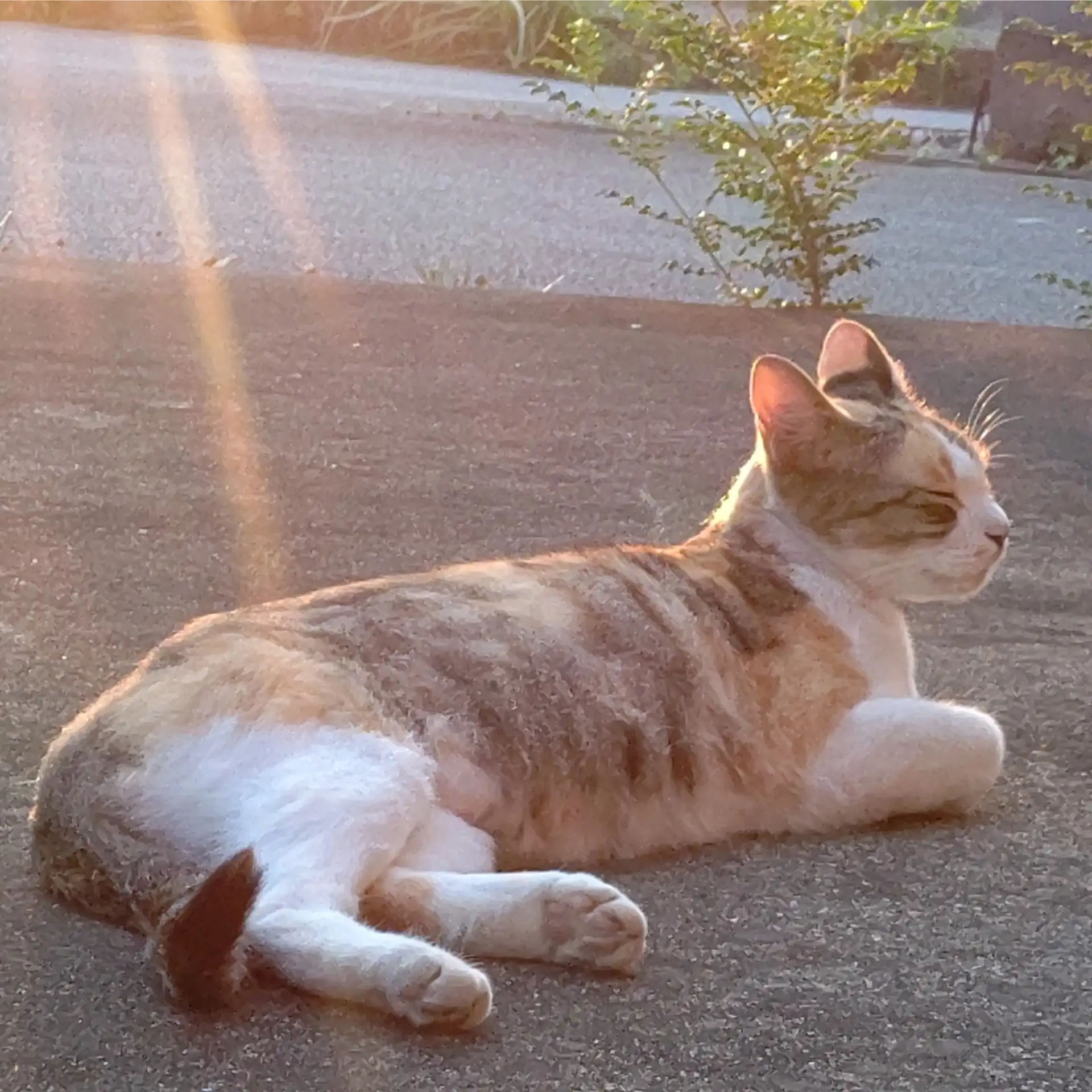 無料でエネルギーチャージすぎるネコ　　黒猫カレンさん