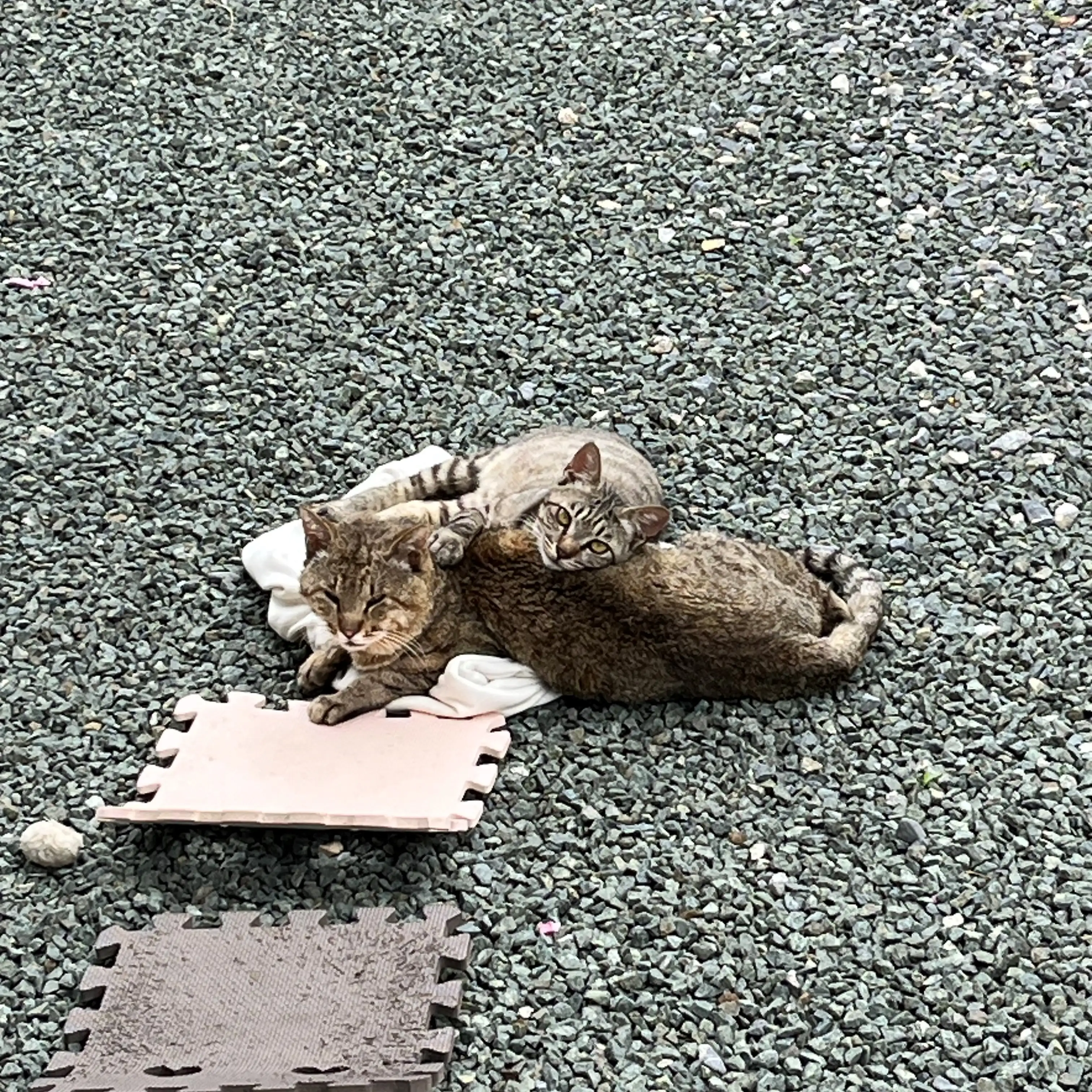 まったりすぎるネコ　　みゅうさん