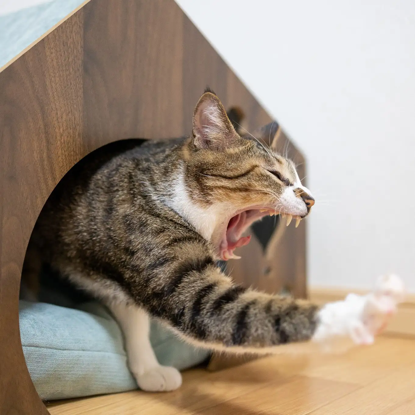 「今何時！？」寝坊して慌てて家を飛び出しすぎるネコ　　nyansphoto