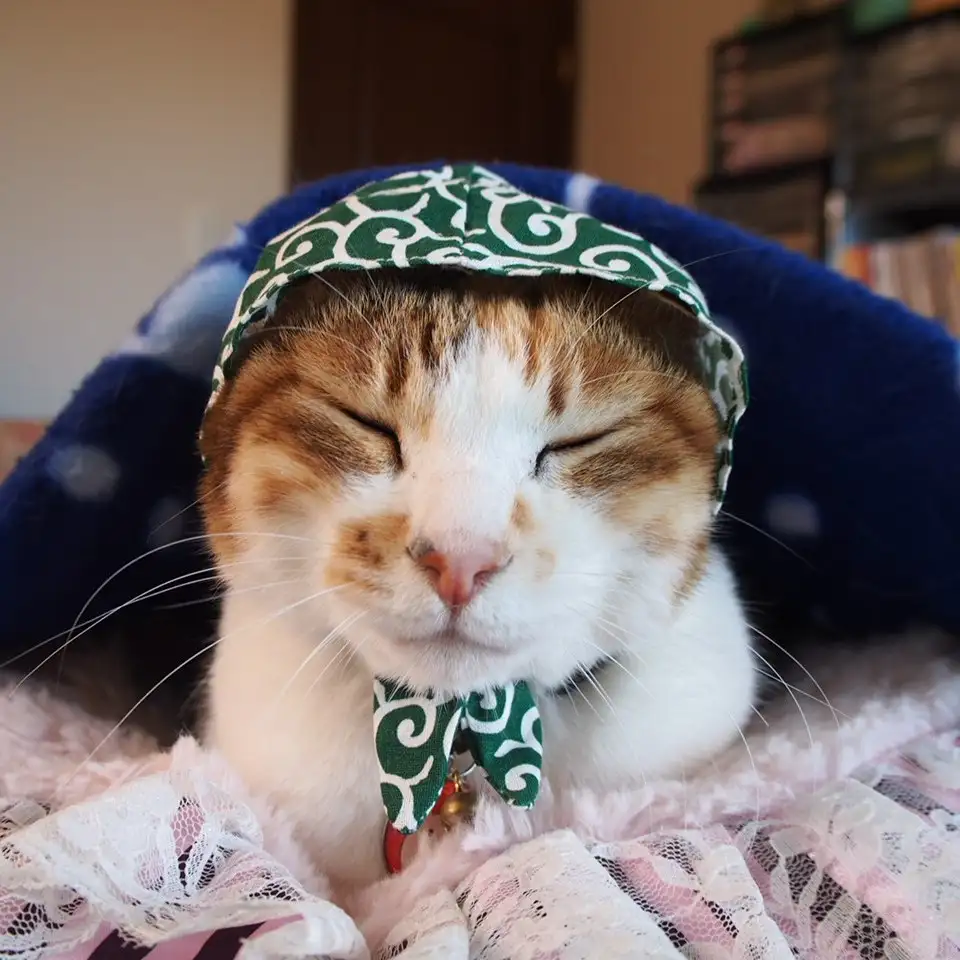 ヒトの心を盗むのが上手すぎるネコ　　moko710さん