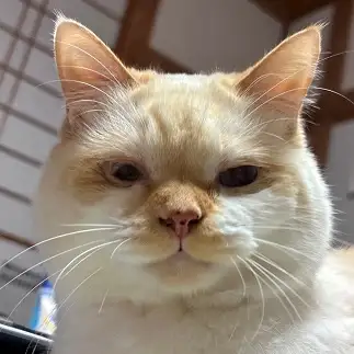 シケた顔すぎるネコ　　にゃーさん