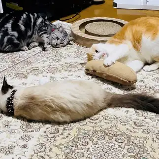 マタタビにやられちゃった一族すぎるネコ　　こまっちゃんママさん