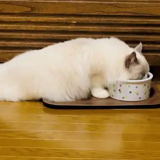 あざらしすぎるネコ　　おぼちゃんさん