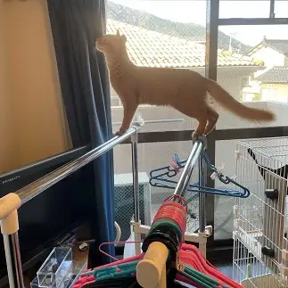 神々しすぎるネコ　　チー坊さん
