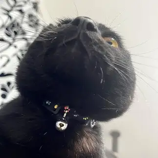 おはぎすぎるネコ　　naoさん