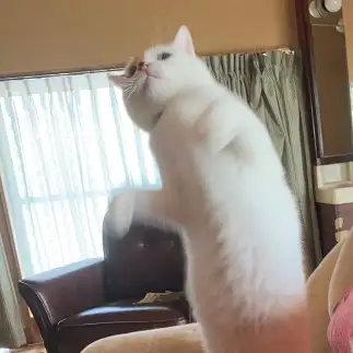 ニョロニョロになりきりすぎるネコ　　ゆずさん