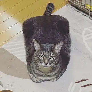 四角すぎるネコ　　りょぴさん